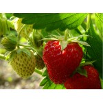 Hojas de Fresa, Te de Fresa : Strawberry leaf, Strawberry Tea