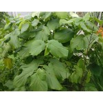 Hierba Santa, Hojas de hierba santa:  Root Beer Plant Leaf, organic Root Beer Plant  