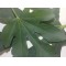 Hojas Frescas de Higo, Hojas de Higo, Hojas de Higuera :  Fresh Fig Leaves, Organic Tea Ficus Carica Leaves