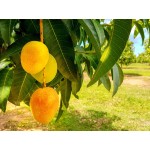 Hojas de Mango : Mexican Mango Leaves