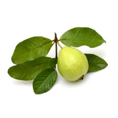 Hojas de Guayaba, Te de Guayaba : Mexican Guava Leaves, Guava Tea